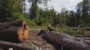 Best Seasonal Cleanup (Spring/Fall)  in Holiday Valley, OH