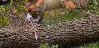Best Tree Maintenance Programs  in Holiday Valley, OH