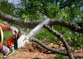 Best Tree Disease Treatment  in Holiday Valley, OH