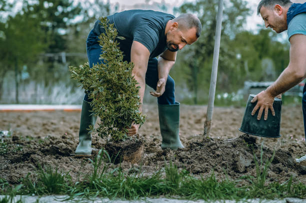 Best Hedge Trimming  in Holiday Valley, OH