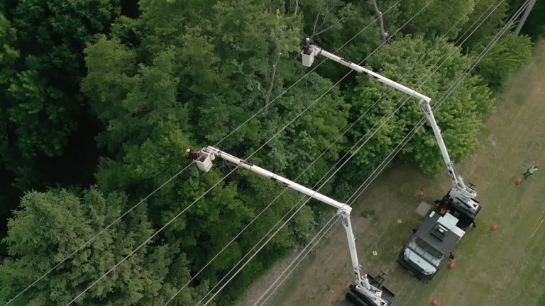 How Our Tree Care Process Works  in  Holiday Valley, OH