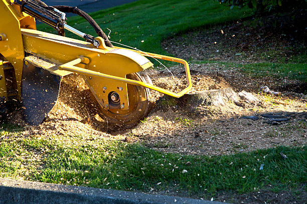 Best Lawn Watering Services  in Holiday Valley, OH