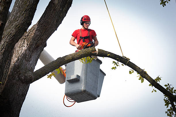 Best Tree Mulching  in Holiday Valley, OH