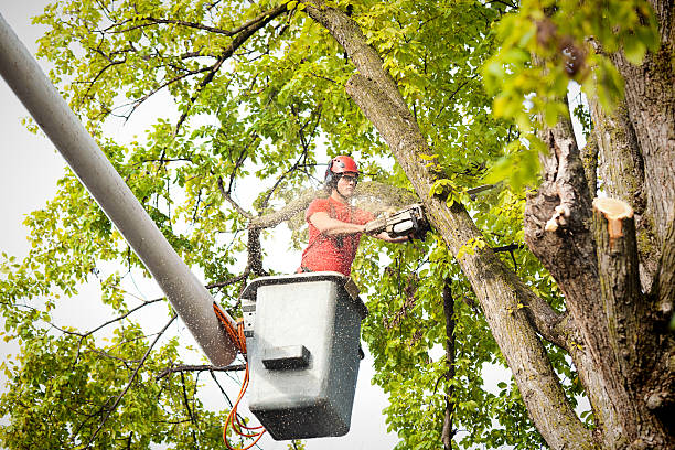 Best Tree Trimming and Pruning  in Holiday Valley, OH
