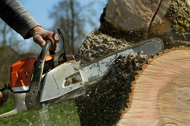 Best Storm Damage Tree Cleanup  in Holiday Valley, OH