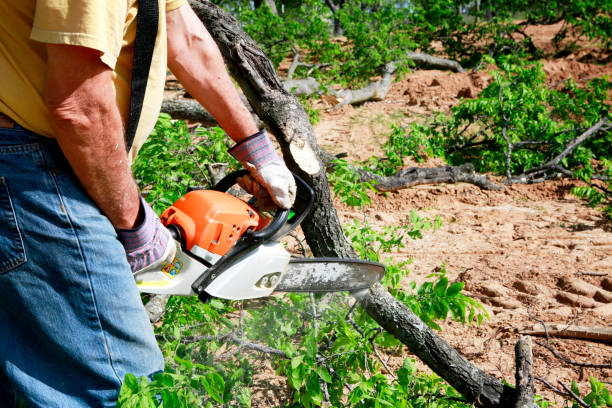 Best Lawn Grading and Leveling  in Holiday Valley, OH