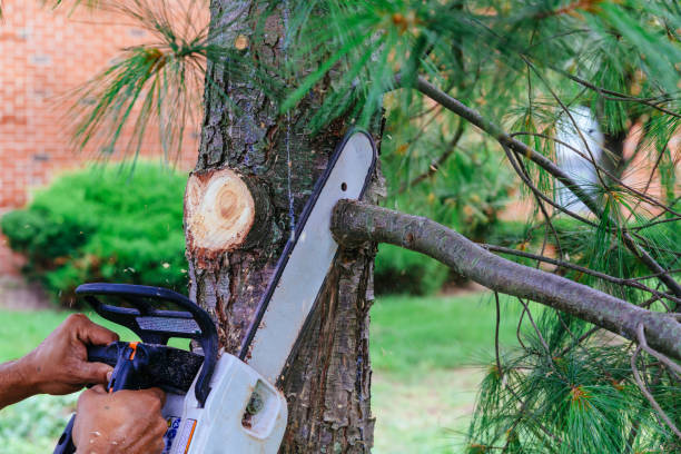 Best Pest Control for Lawns  in Holiday Valley, OH